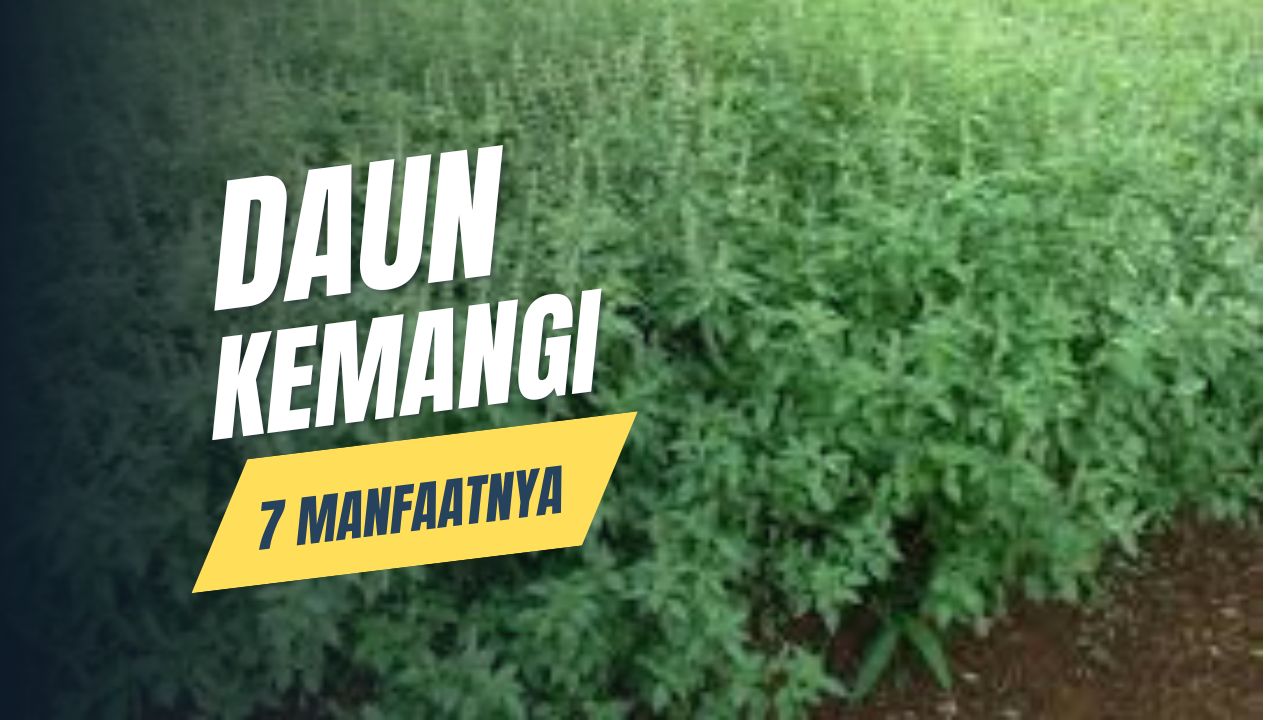 7 manfaat daun kemangi